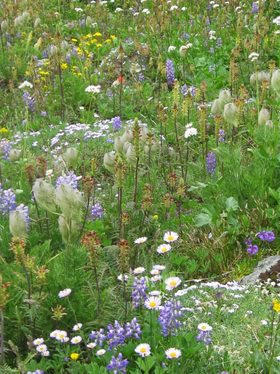 the wildflowers are blooming all around in this field