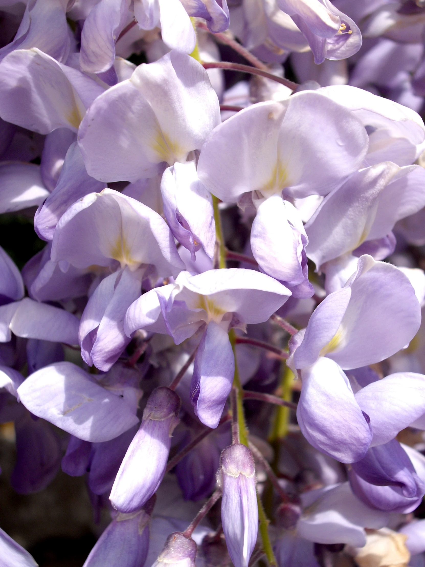 flowers are growing on top of each other