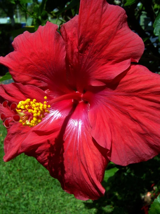 the large flower is growing near some bushes