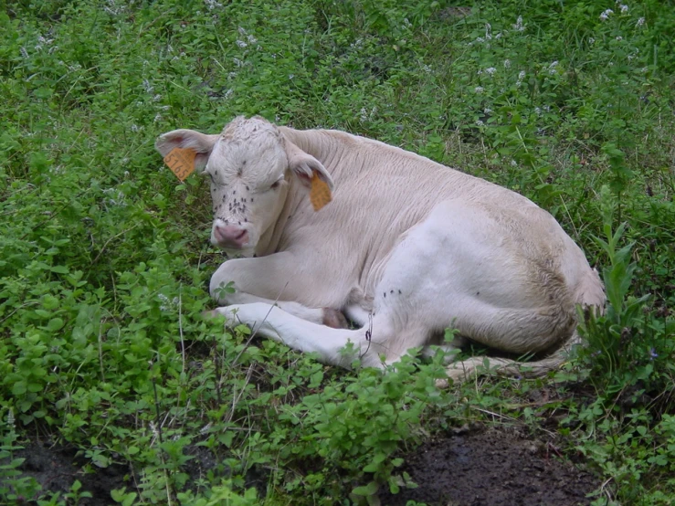 a white cow laying down in a lush green field