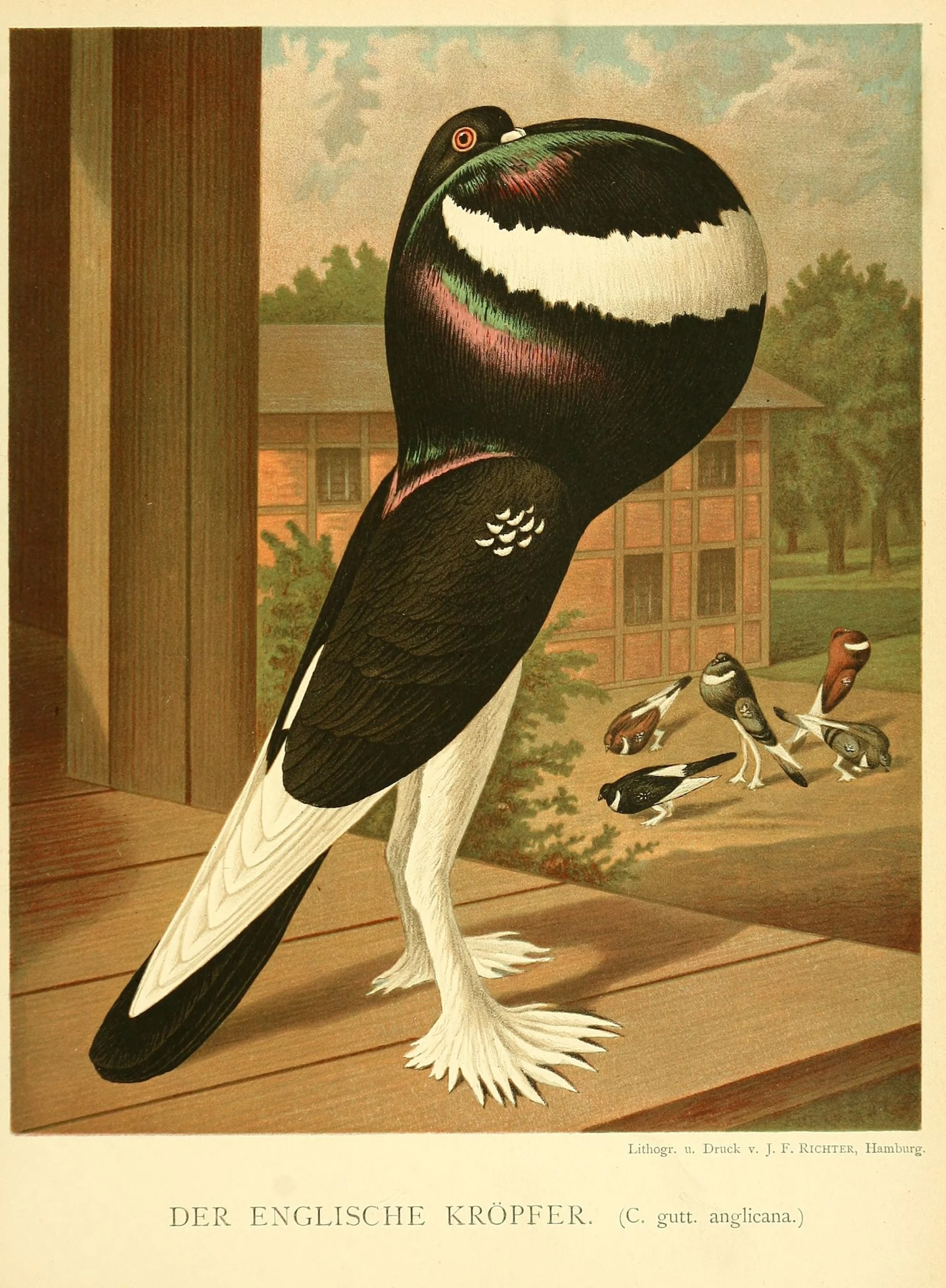 an illustration of a large black bird on a deck
