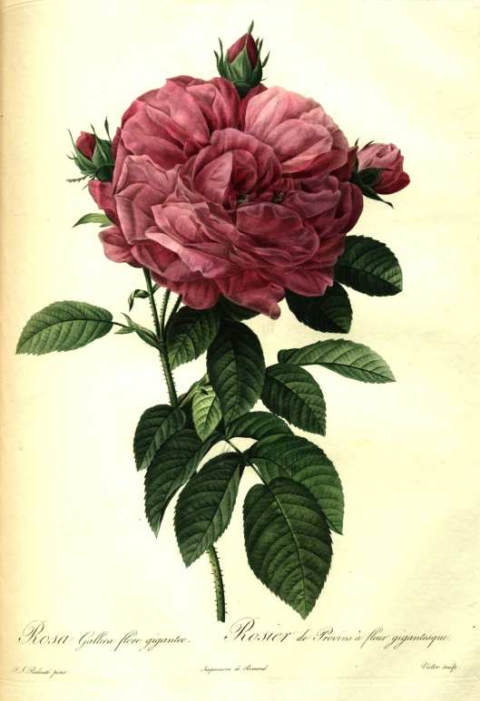 a painting of pink roses with leaves