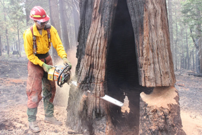 a firefighter using an open work machine to cut down a tree