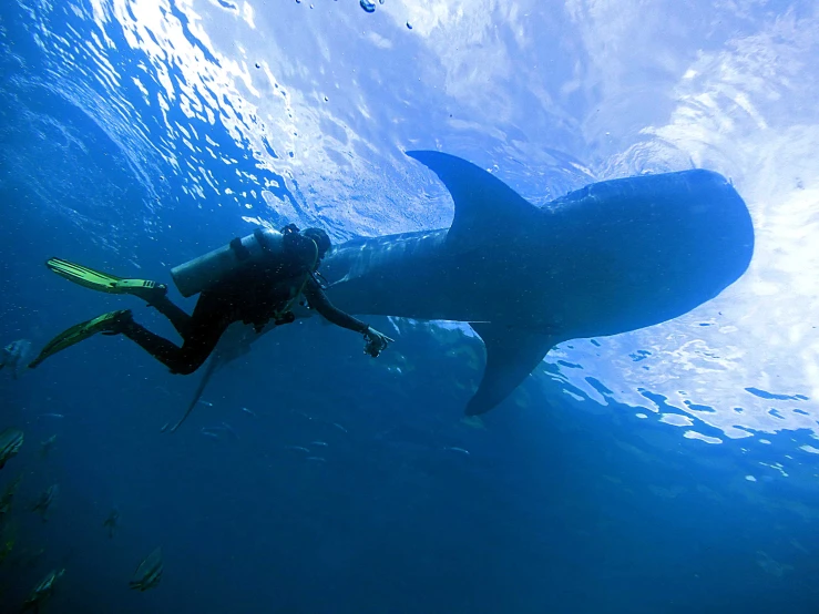 a man diving near a huge shark in the water