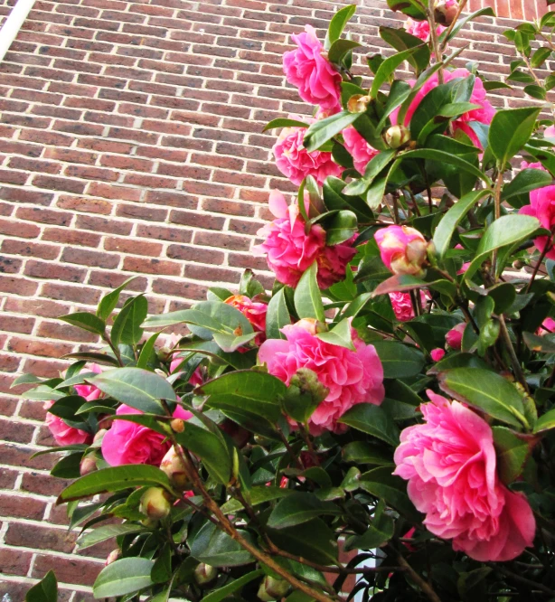 pink roses bloom on the nch of a bush