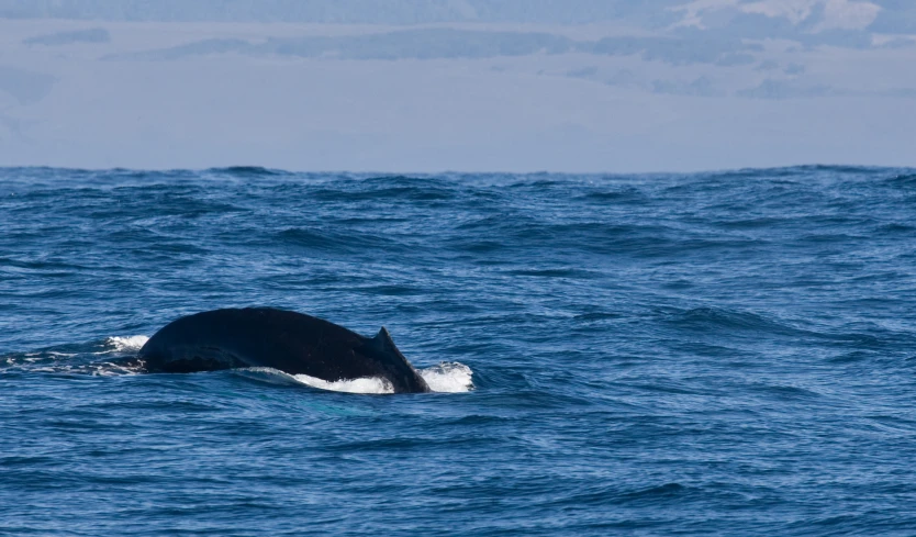 a whale in the ocean with water around it