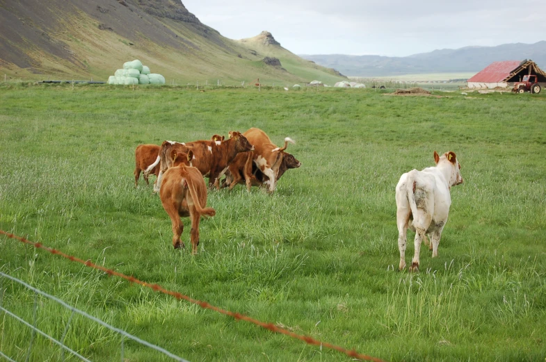 several cows are standing in a field behind a fence