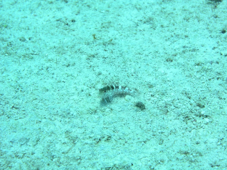 small fish on a shallow green sea bottom