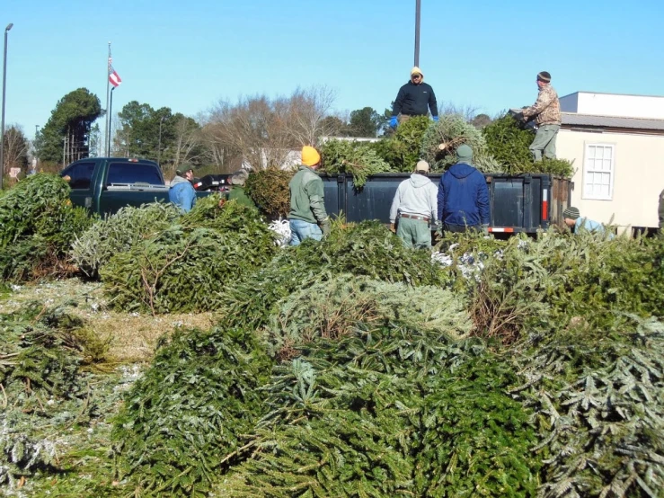 many men are loading the christmas tree into the truck