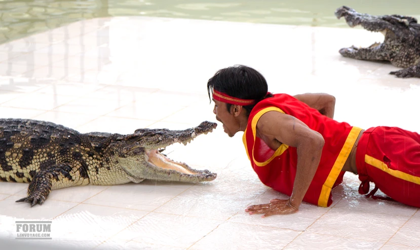 a man sitting on the ground with a large alligator near by