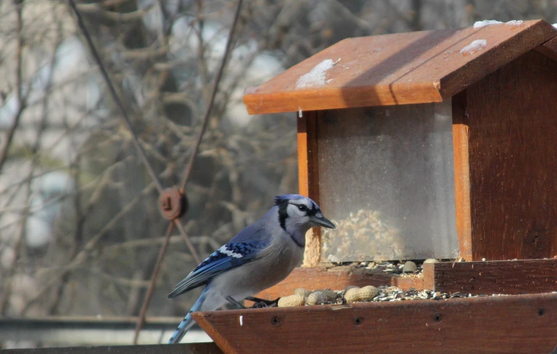 a small bird is looking out at its food