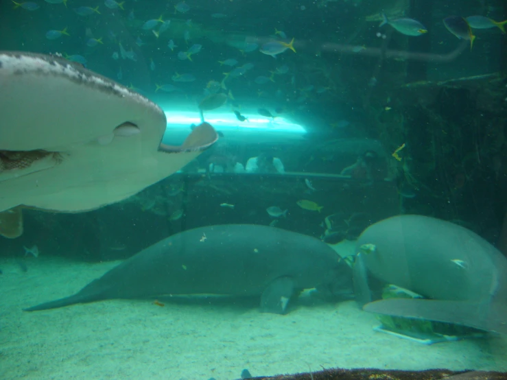 a large fish that is swimming near a sea creature