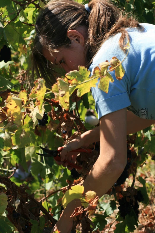 a woman picking gs on an organic plant