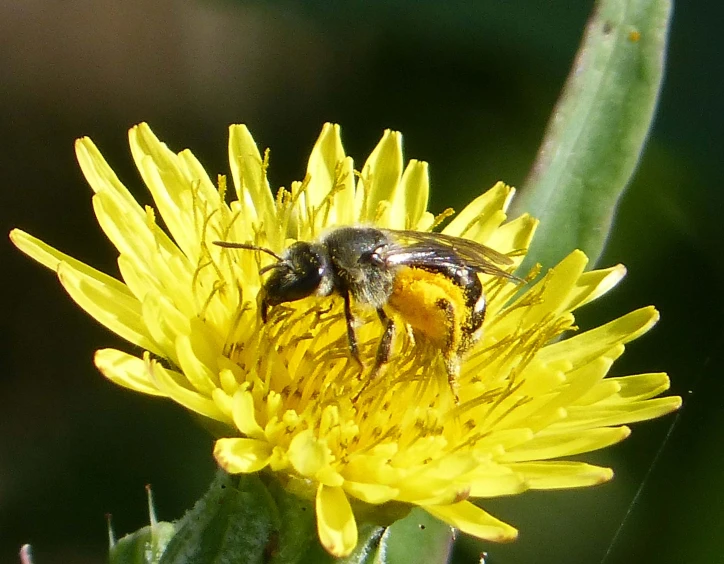 a bee sitting on a yellow flower