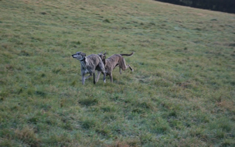 a couple of dogs are playing with each other in a field