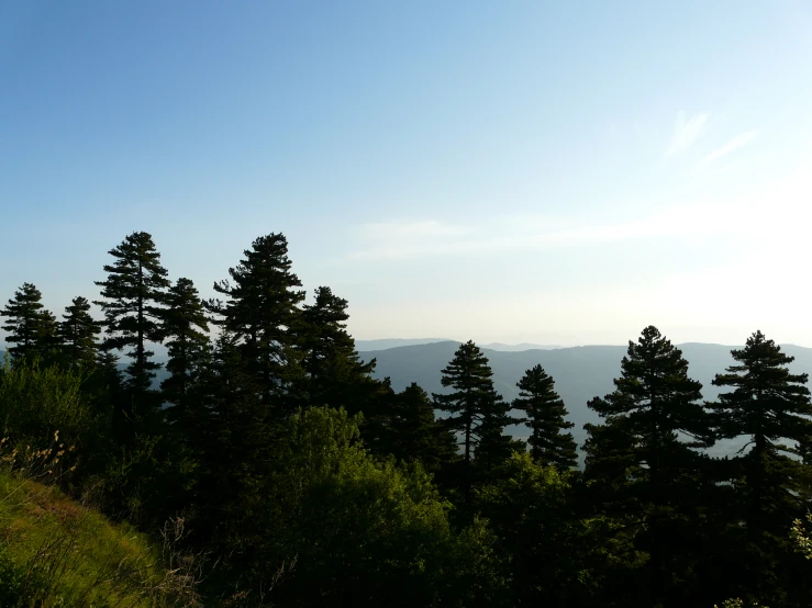 a hill filled with trees and a blue sky