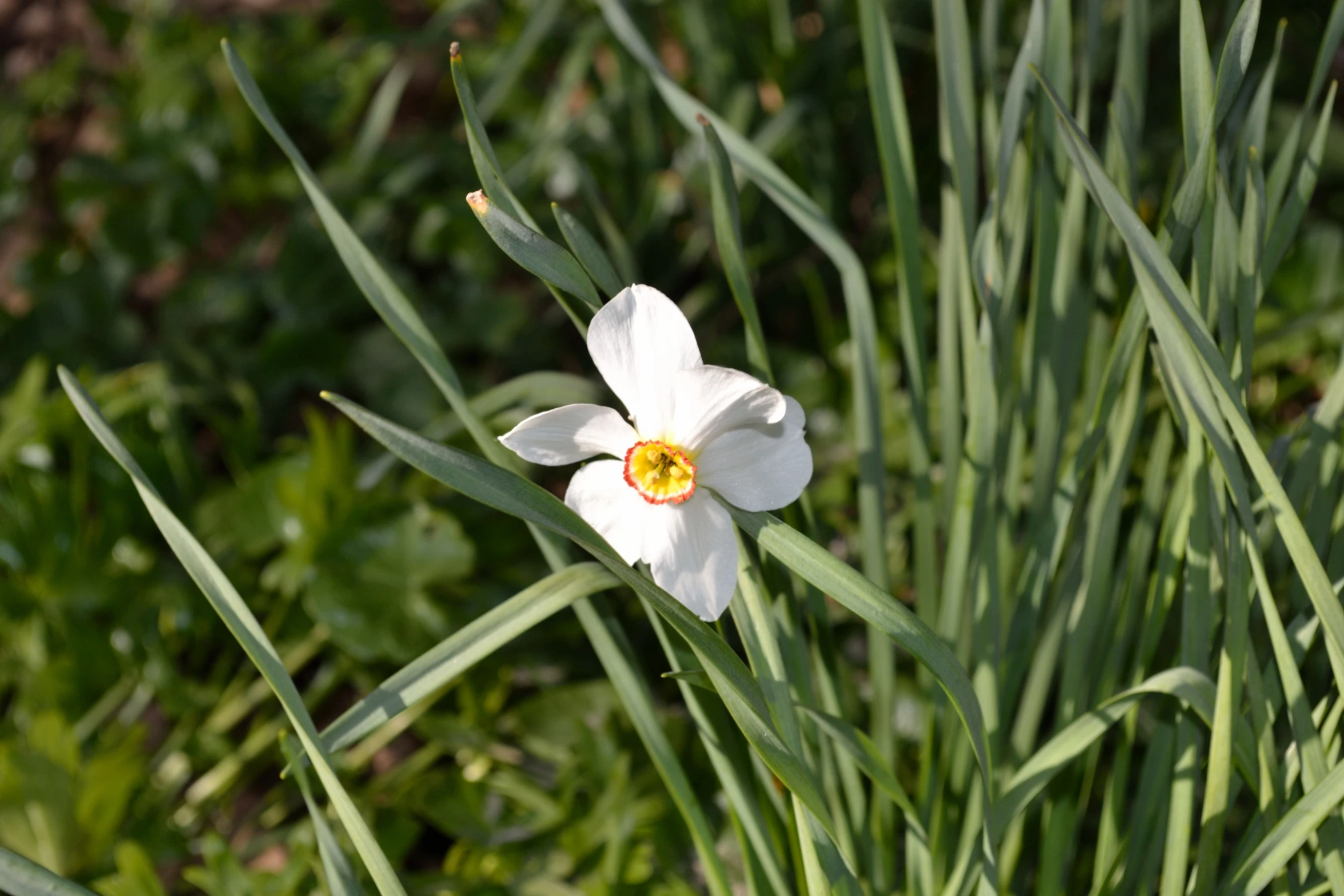 a lone white flower surrounded by some tall green grass