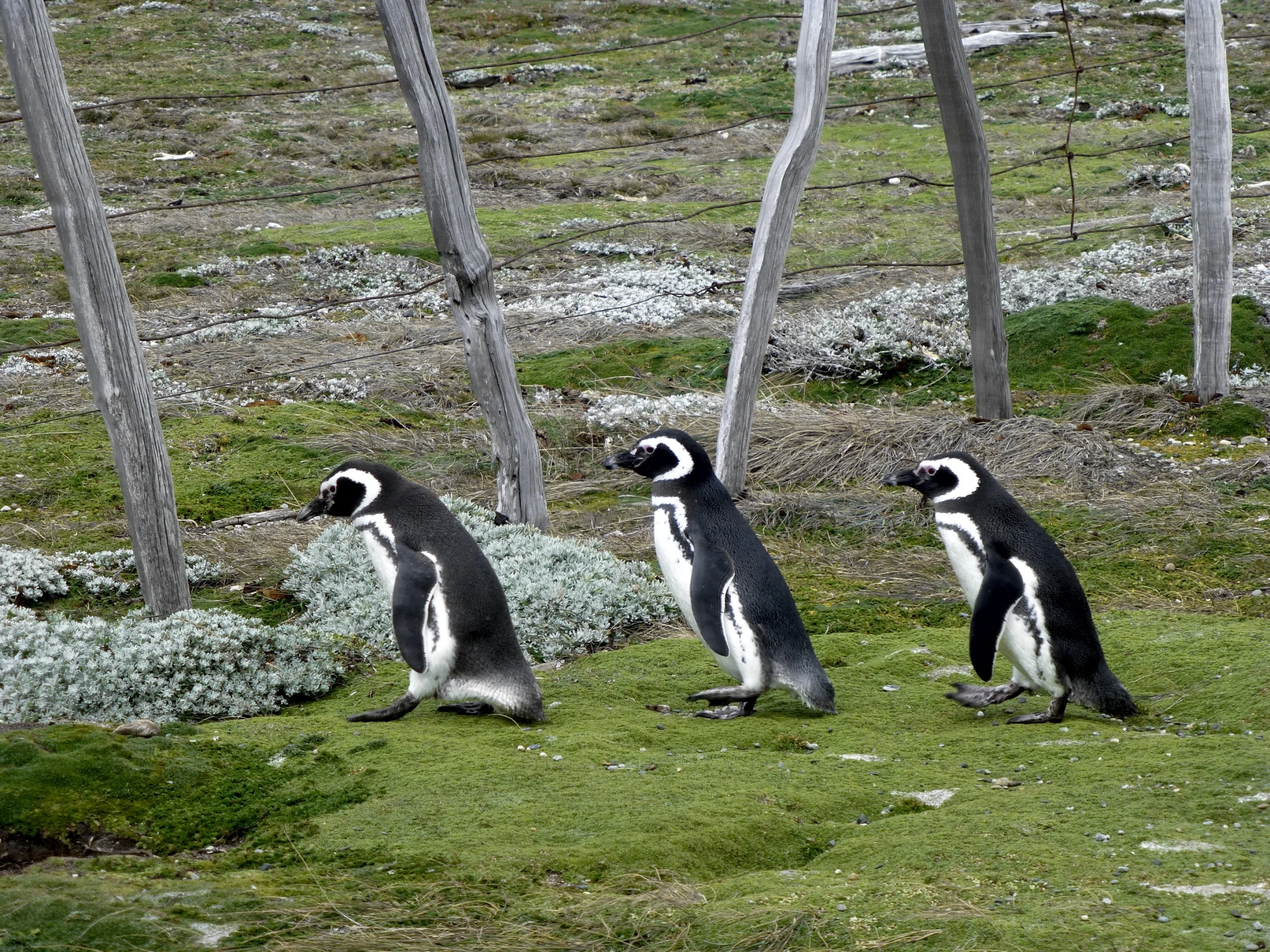 three penguins walking through some trees on a grassy area