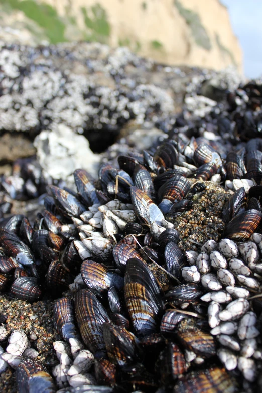 clams and shellfish gathered together in an ocean