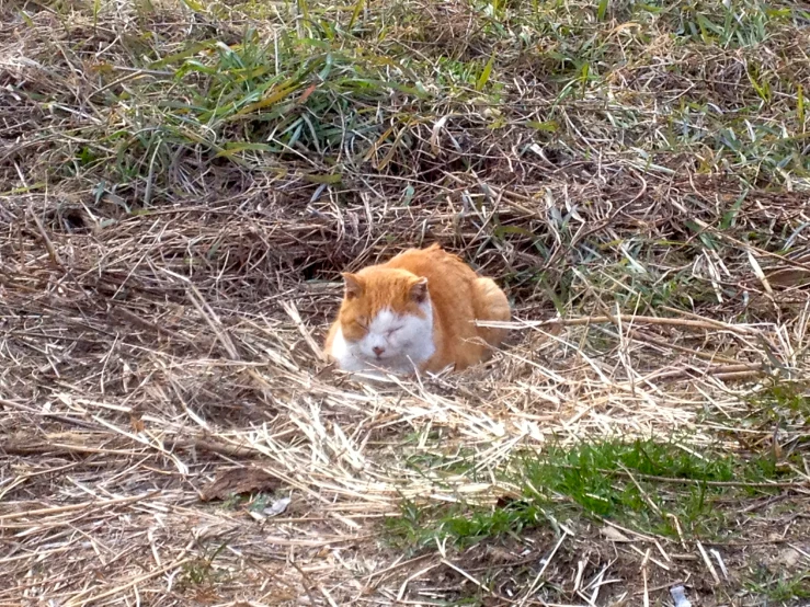 a cat is laying down in the grass