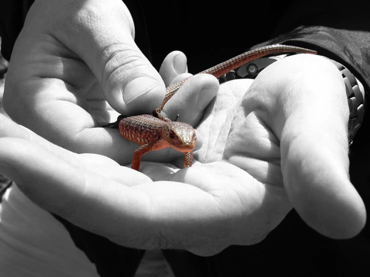 a person holding a lizard in their hands