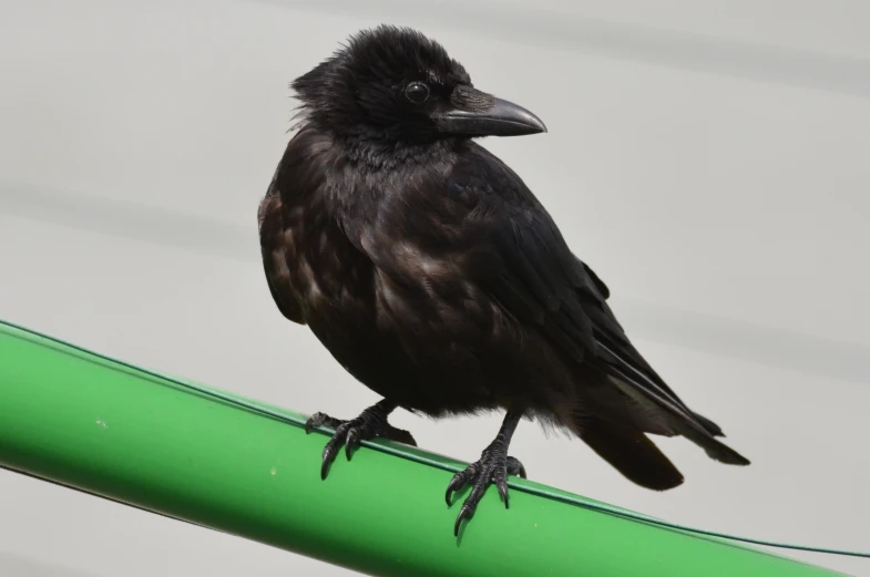 a black bird is perched on the bar of a green object