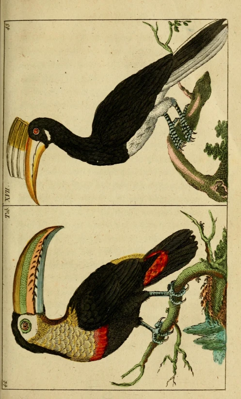 an illustration shows two tropical birds in flight