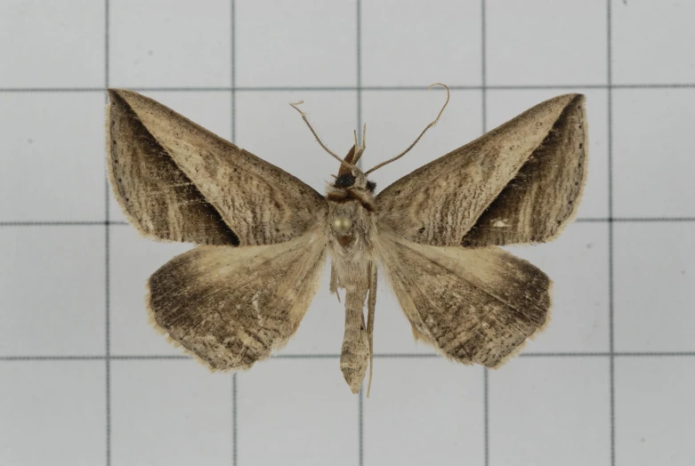 a close up of a moth on a tile wall