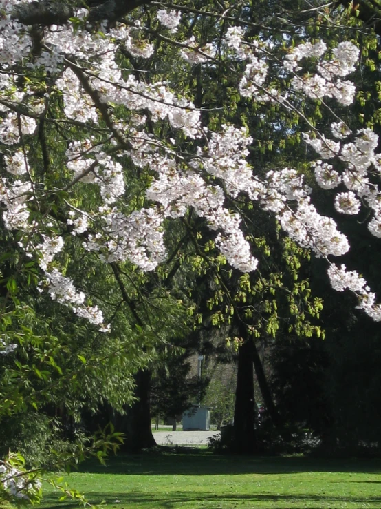 a white park bench surrounded by white flowers