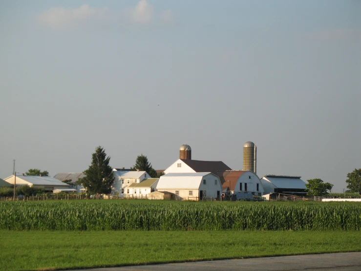 an old white farm has corn growing on the green lawn