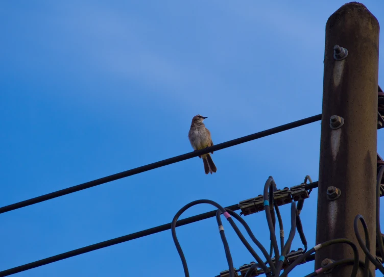 a small bird sitting on top of power lines