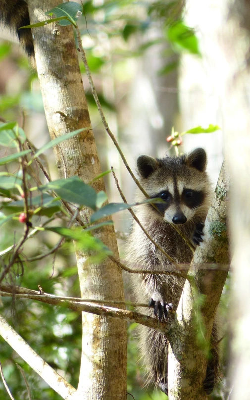 a rac peaking its head through the nches of a tree