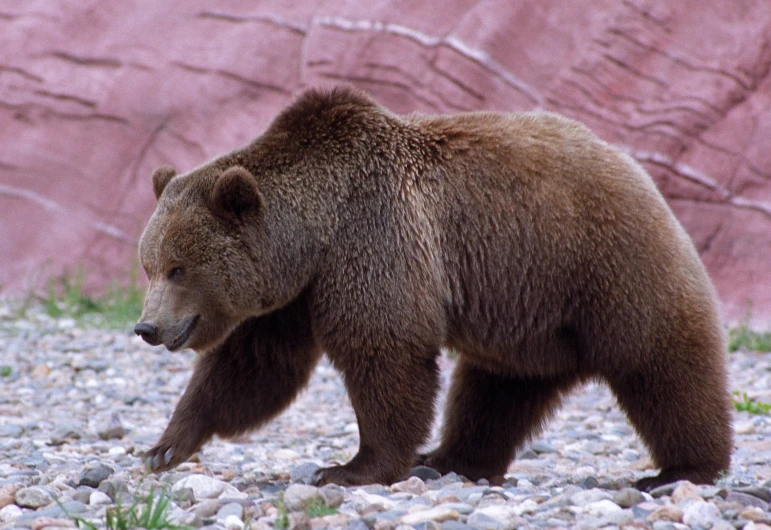 a bear walking across a rocky area with a wall behind it