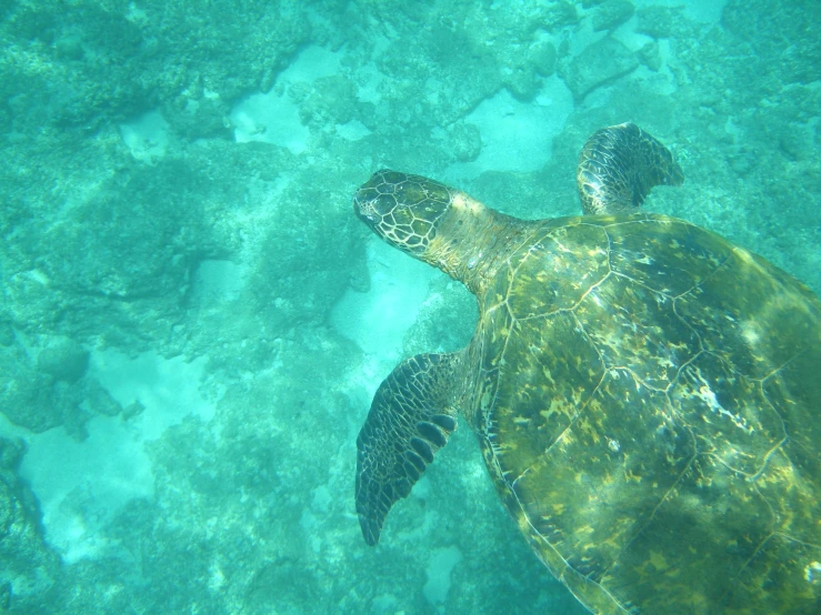 a sea turtle swimming through the clear waters