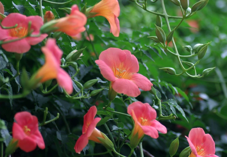 a close up view of some flowers near many other bushes