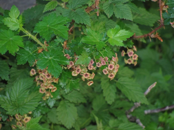 green leaves and brown flowers hang from a nch