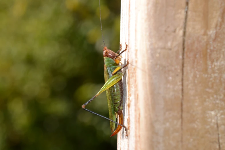 an adult green insect is standing on a wall