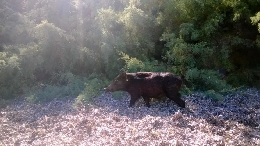 a large cow is standing in the wild