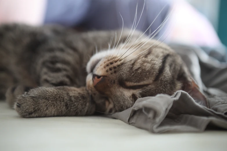 a cat is rolling around with its paw on top of some material