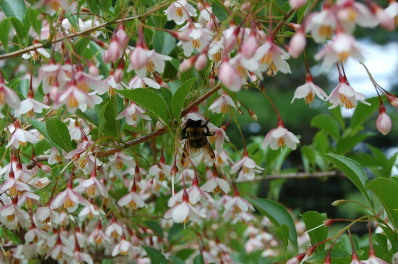 a close - up of a flowered tree with a bee in it