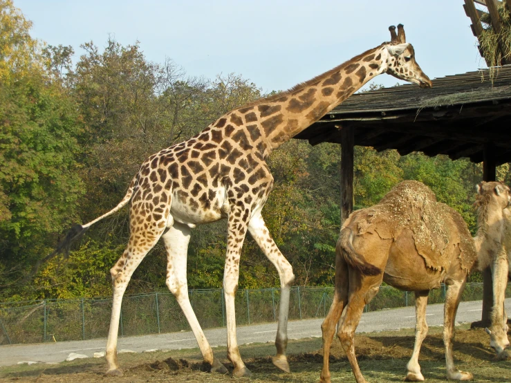 giraffe and camels are standing on a sunny day