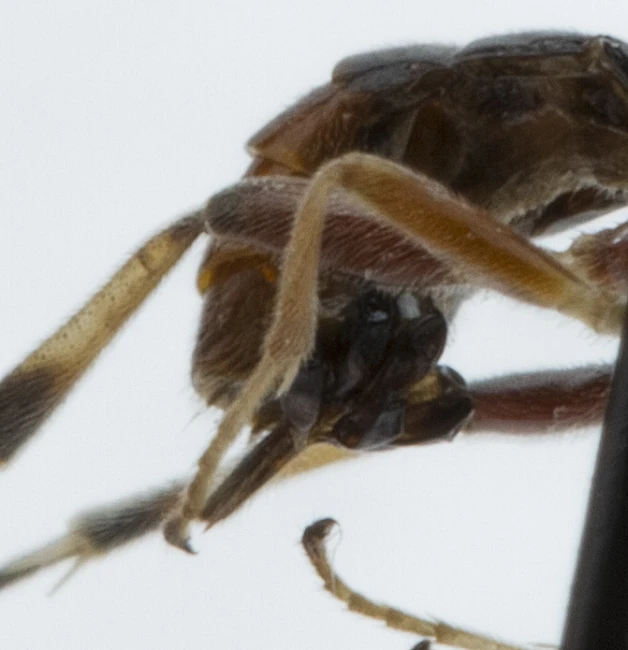 a large insect that is on top of a pole