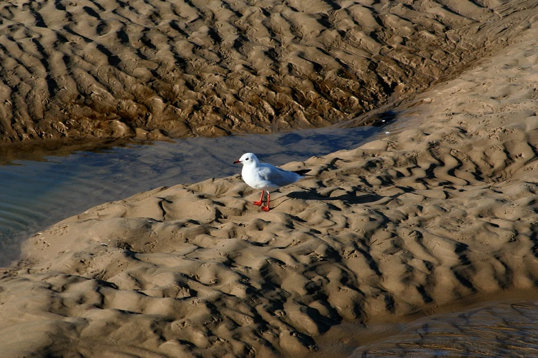 a seagull walking on sand near water