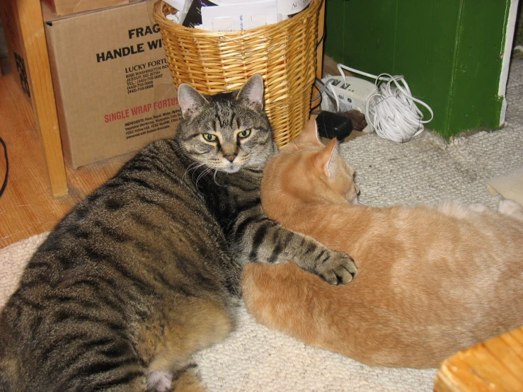 two cats playing with each other in the living room