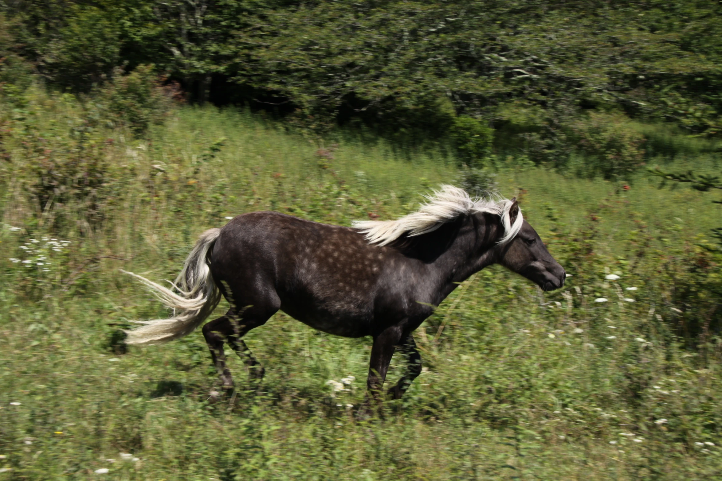 a horse runs through a field with trees in the background