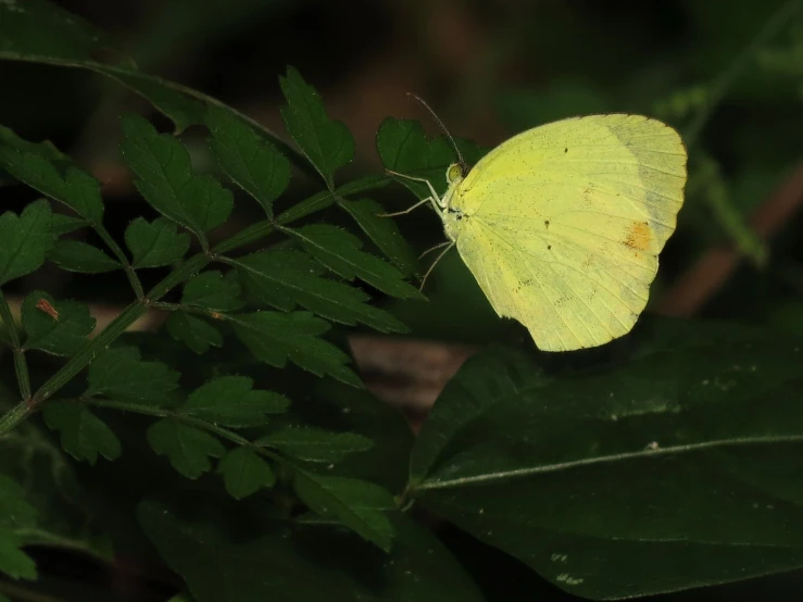 a erfly rests on the top of a leaf