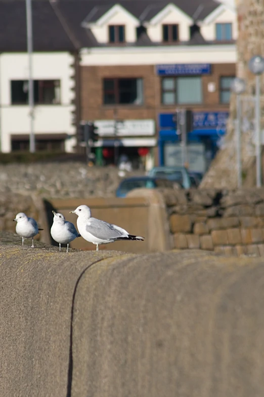 three birds standing on top of a cement wall