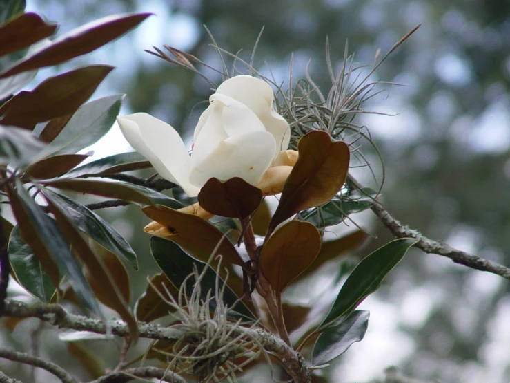 close up of white flowers growing from tree