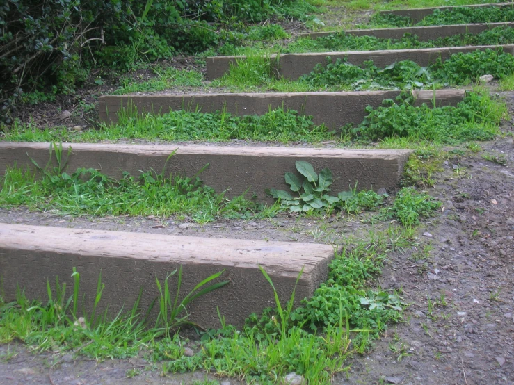 some steps with some flowers next to them