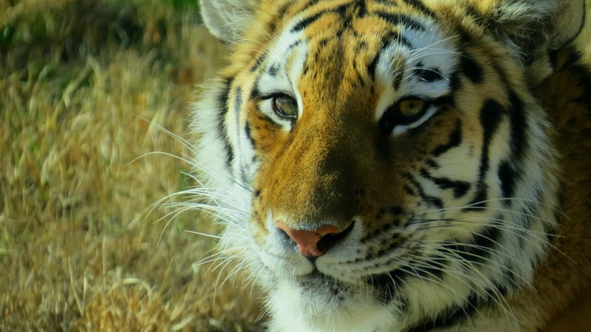 a tiger that is laying down in the grass